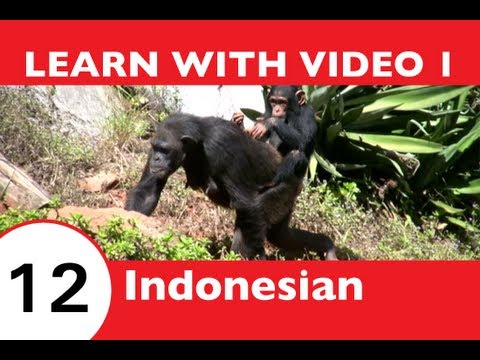 Learn Indonesian with Video - It's a Jungle Out There: Let IndonesianPod101 Show You an Easier Way!