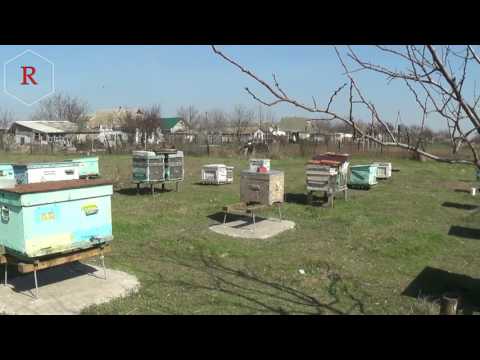 Назематоз и варроатоз - теория чеснока в практике на пасеке