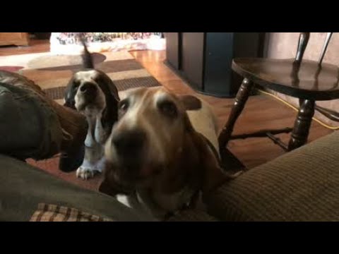 Bentley & Sammy are eager to go for a walk Video