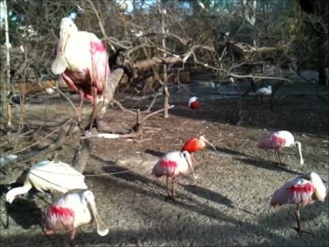 Zoo Barcelona 16 febrer 2011