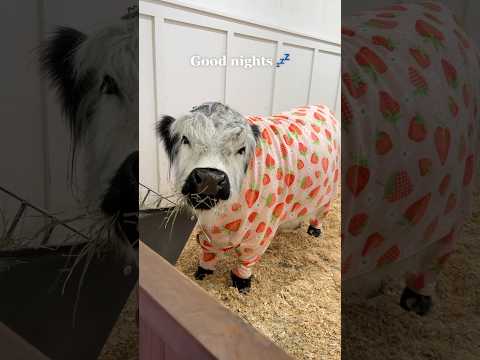 My Cow’s Bedtime Routine