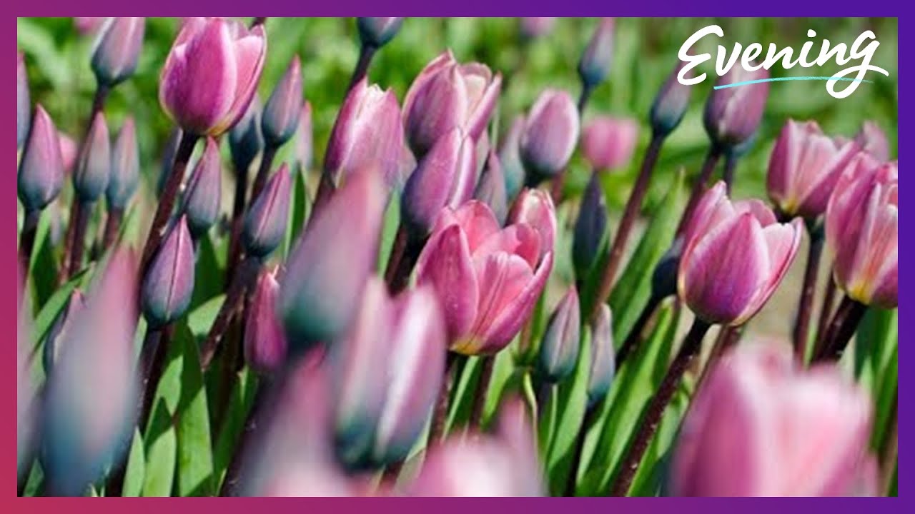 How to plan for the Tulip Festival as it triumphantly returns to Skagit Valley