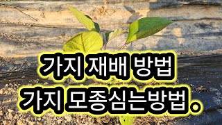 가지 모종심는방법 #가지 재배방법.