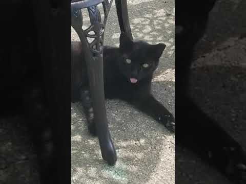 Why is this cat sticking his tongue out?