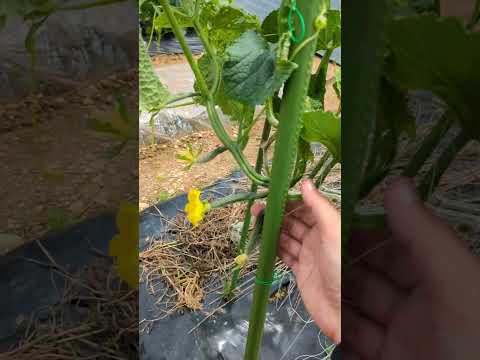 キュウリを育てるかどうか？キュウリをもっと増やすにはどうすればいいですか？  庭園