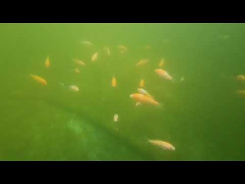 Koi Breeding 19 EP 15 Quick look at the fry