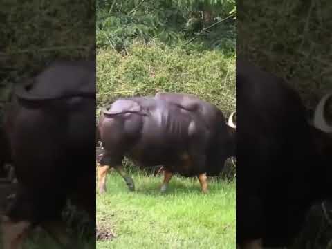 गवा रेडा ...