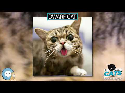 Dwarf cat 🐱🦁🐯 EVERYTHING CATS 🐯🦁🐱