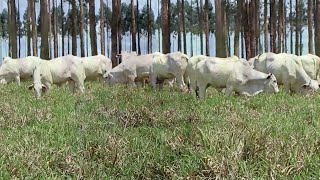 Miniatura do vídeo