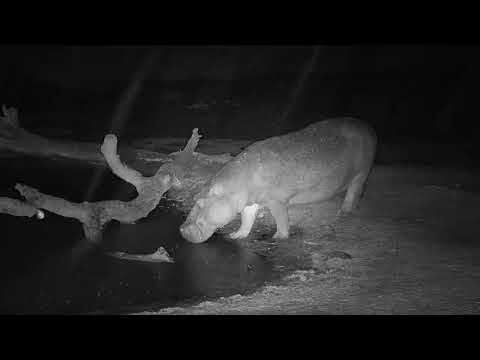 Djuma: Lone Hippo comes to the pan - 20:18 - 10/01/19