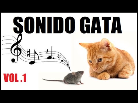 SONIDO de 🔴GATOS MAULLANDO FUERTE🔴 para 🔴ESPANTAR RATONES(VOL.1)
