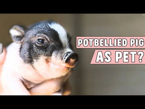 Potbellied Pig as a Pet!