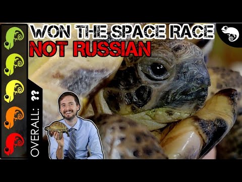 Russian Tortoise, The Best Pet Turtle?