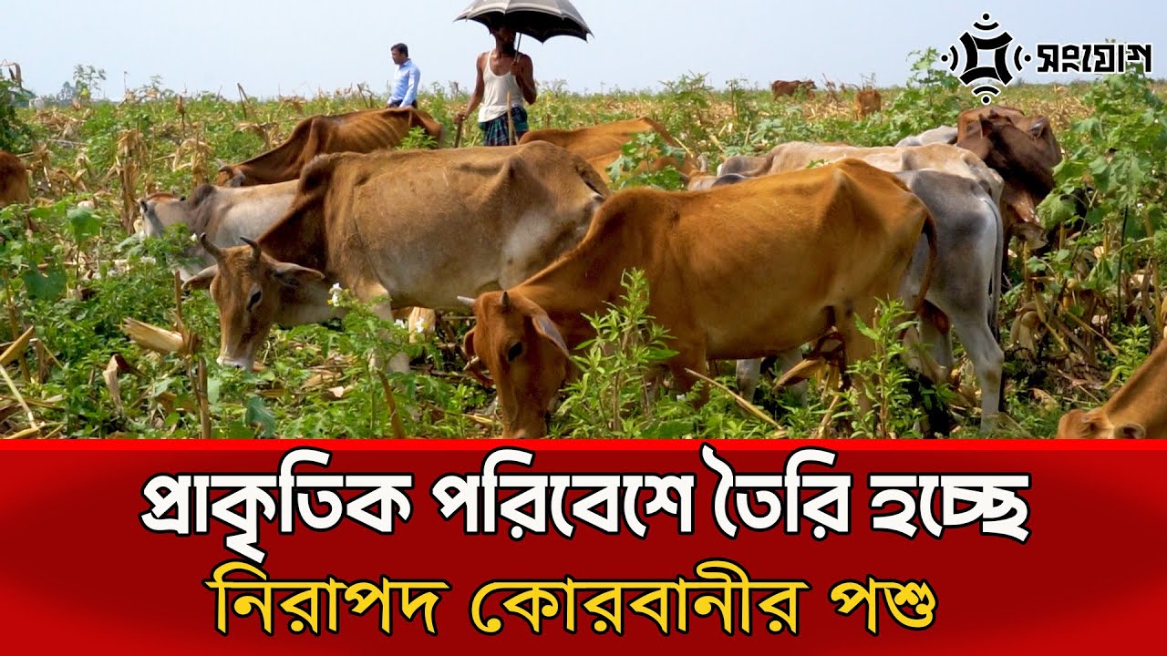 প্রাকৃতিক পরিবেশে তৈরি হচ্ছে নিরাপদ কোরবানীর পশু