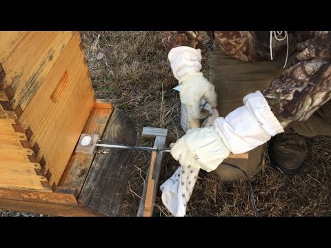 How to Use an Oxalic Acid Vaporizer to Treat Honeybees for Varroa Mites