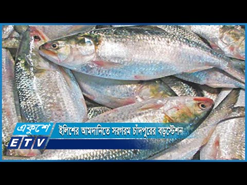 ইলিশের আমদানি সরগরম চাঁদপুর বড় স্টেশন মৎস্য অবতরণ কেন্দ্র | ETV News