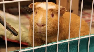 Guinea pig compulsively drinks water after every pellet
