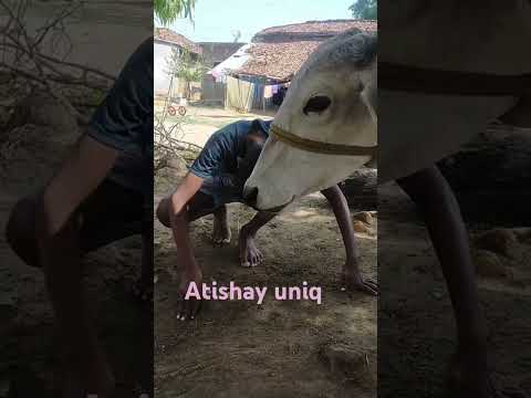 atishay uniq song l marathi song l animal lover l cow lover l rap song  #shorts #short