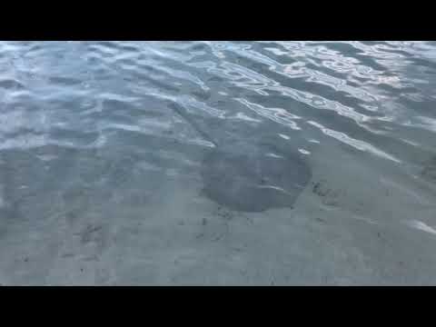 Marine Life in Bloody Bay - Negril Jamaica August 2019