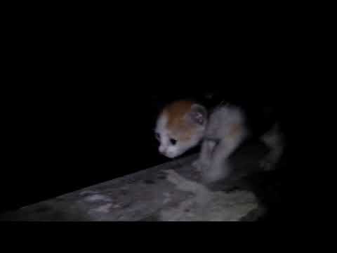 mini cats gets fallen