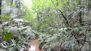 preview picture of video 'Hiking the Panama Rainforest'