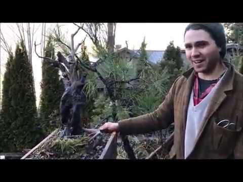 Bonsai Tour - Shore Pine Bonsai, Hemlock Bonsai, Spruce Bonsai, Norway Maple Bonsai!