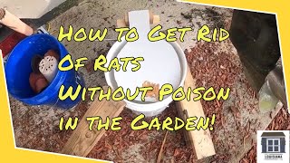 How To Get Rid Of Rats In The Garden Without Poison - 5-Gallon Bucket Rat Trap