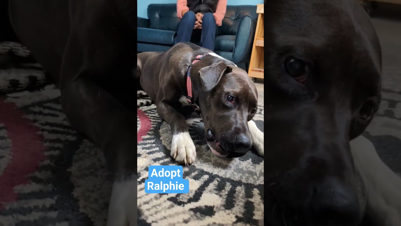 Enlarge Ralphie, a ADOPTABLE mixed breed in Maybrook, NY video 6/6