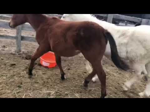 SQ Twist Of Fate  2018