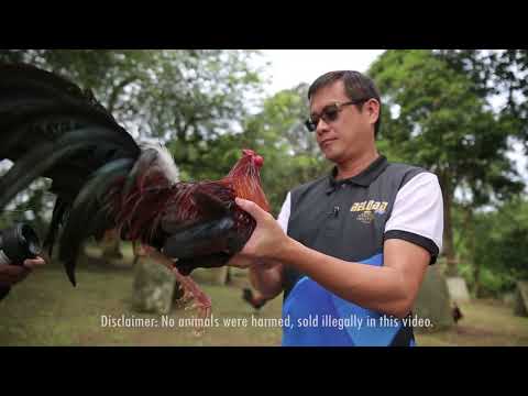 CARDINAL CLUB KELSO - RICHARD DUY of RCD GF