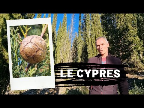 The cypress, a tree that does good