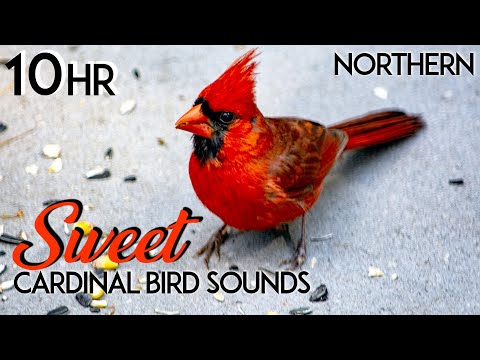 Northern Cardinal Bird Sounds | Northern Cardinal Bird Song | Northern Cardinal Bird Call - 10 Hours
