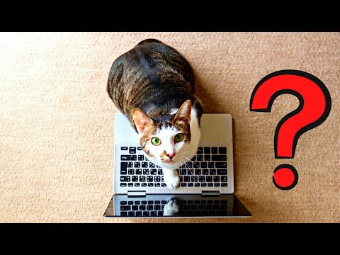 Do you know Why does my cat love sitting on my laptop?