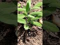 Sage is not a voodoo hooloo joojoo plant🌿🌱