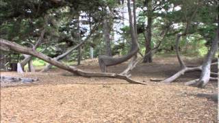 Elvis Costello/Painted from memory