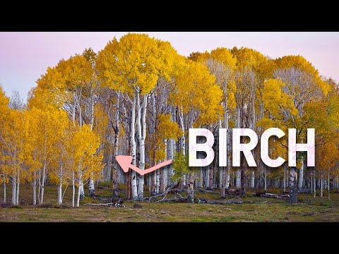 Can I use birch wood for smoking? Silver birch is a good choice