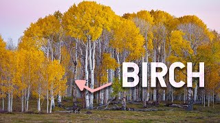 BIRCH - 5 Things you Didn&#39;t Know About this Amazing Tree