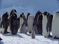 Emperor Penguins