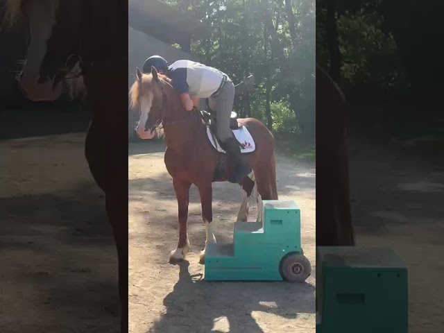 Welsh Cob 3 ans &ndash; D&eacute;bourr&eacute; &ndash; Orient&eacute; CCE 