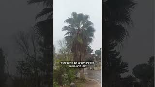 אני לא מזלזל בחכמה של הזקנים- והדרת פני זקן (הרב אברהם מלמד) - התמונה מוצגת ישירות מתוך אתר האינטרנט יוטיוב. זכויות היוצרים בתמונה שייכות ליוצרה. קישור קרדיט למקור התוכן נמצא בתוך דף הסרטון