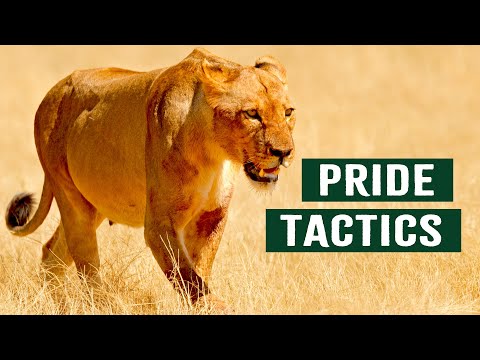 The Ombika Pride's Fight for Survival