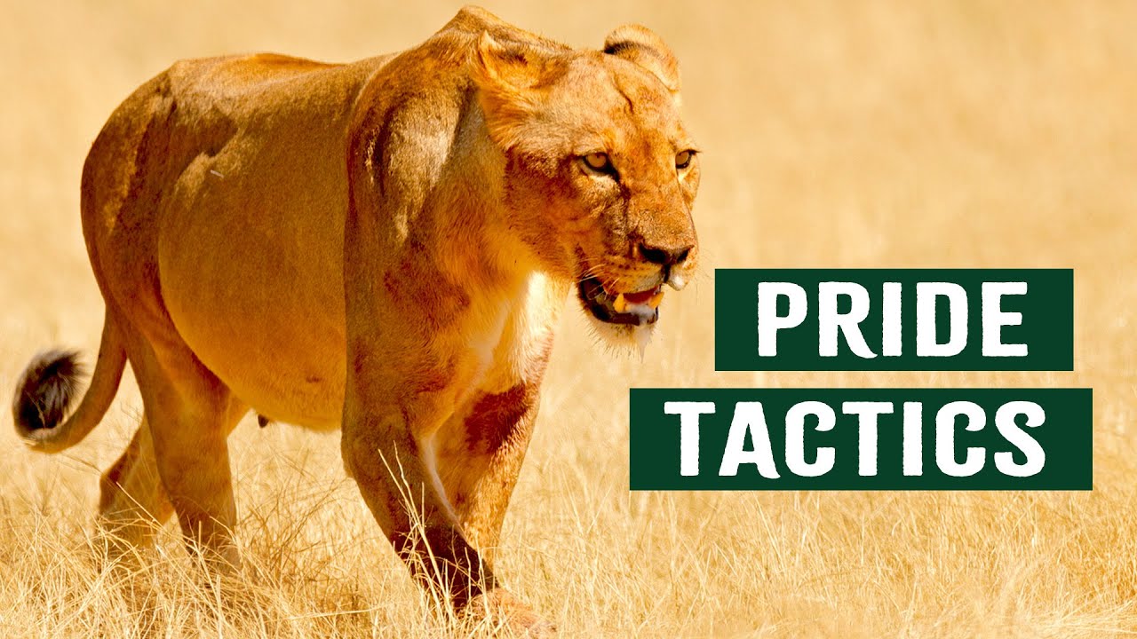 The Ombika Pride's Fight for Survival