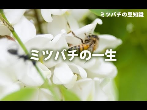 園芸 巣の一生