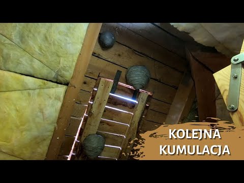 Kolejna kumulacja - usuwanie gniazda os  - gniazdo os - szerszenie