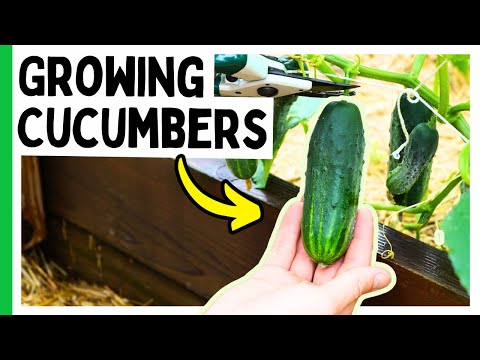 Grow AMAZING Cucumber Plants (Complete Guide)