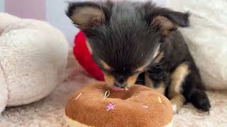 チワワ(ロング)の動画01