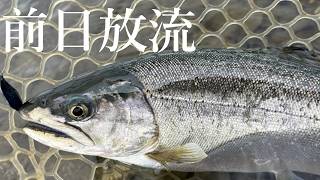 サクラマスの前日放流、いろんな意味でヤバかった・・・【エリアトラウト】【管理釣り場】【鬼怒川フィッシングエリア】