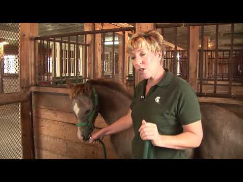 Controlling Your Foal