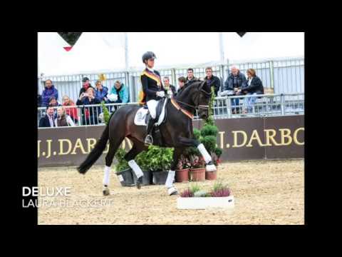 Hanoverian Highlights 2016