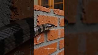A Cobra Desligou a Luz! 😱🐍⚡